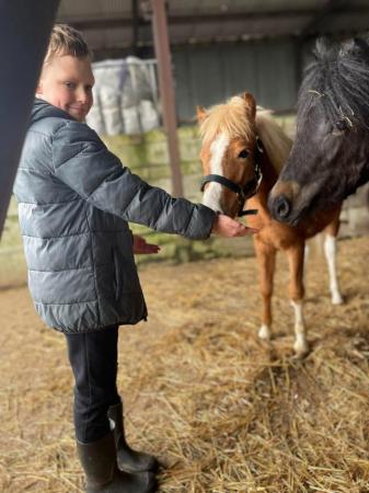 Image 20 of Pair of Cute Dartmoor Hill Ponies Future Kids Lead Reins.