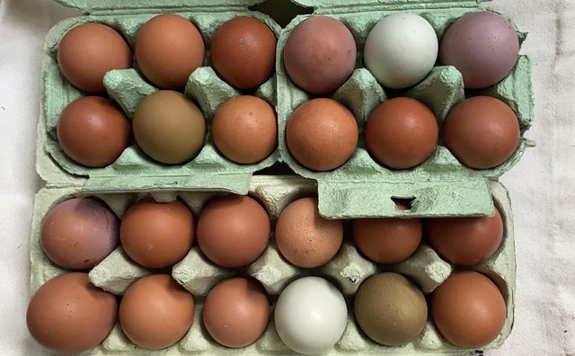 Image 3 of 6 Mixed Fertile chicken hatching eggs for sale