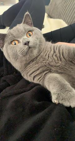 Image 4 of British Blue Shorthair Male 3 years old