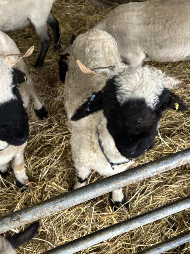 Preview of the first image of 2 Valais Blacknose Wethers.