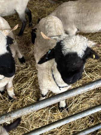 Image 1 of 2 Valais Blacknose Wethers