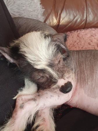 Image 6 of KC Chinese crested puppieslooking for their forever home