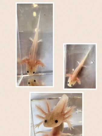 Image 4 of Axolotls for Sale various morphs