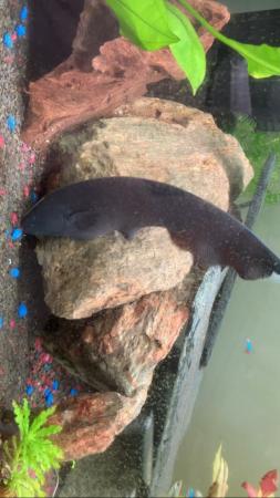 Image 2 of Black Ghost knife fish for sale
