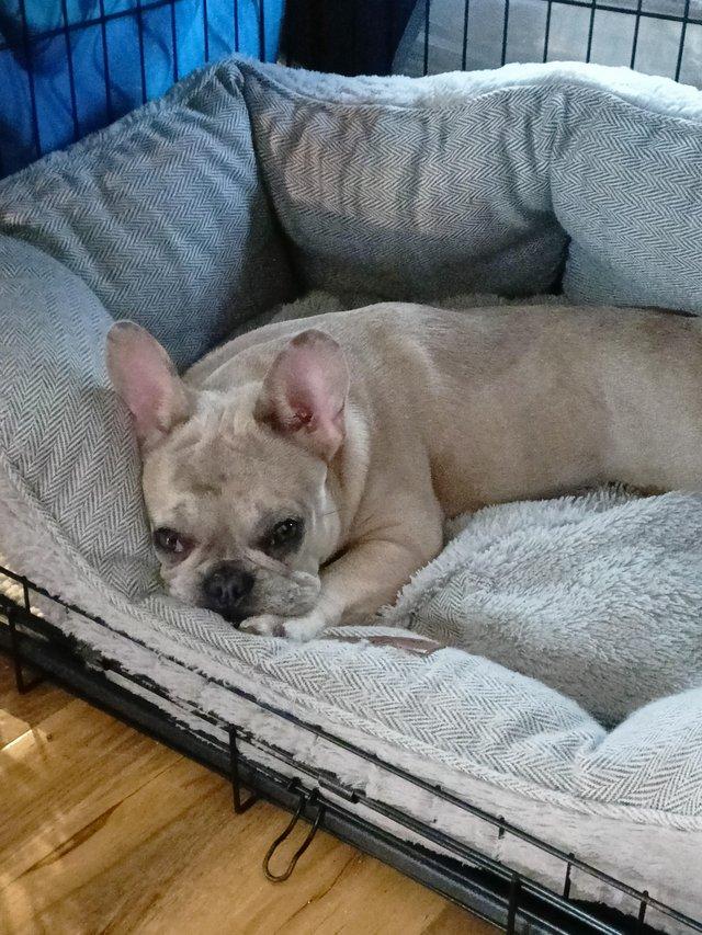 Preview of the first image of French bulldog 7 months old girl.