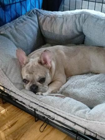 Image 1 of French bulldog 7 months old girl