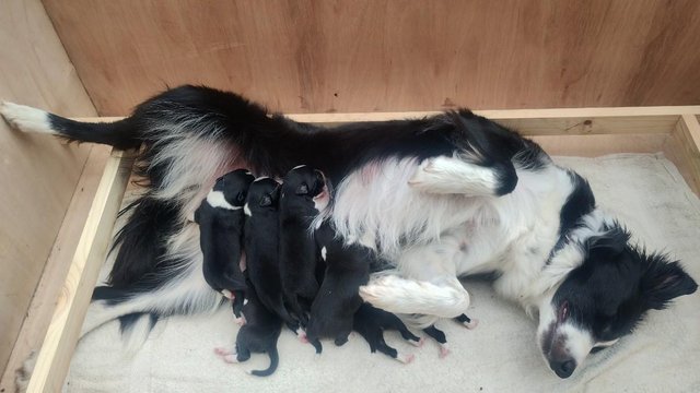 Image 5 of Border collie pups ISDA registered from working parents