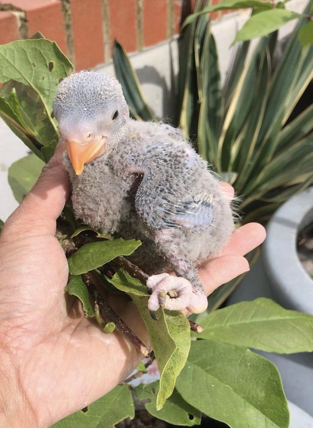 Preview of the first image of Baby Derbyan Parrot for Reservation.