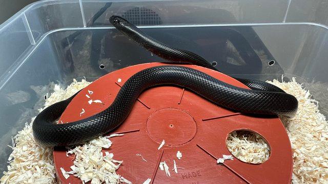 Image 5 of Mexican Black Kingsnakes CB23 King Snakes