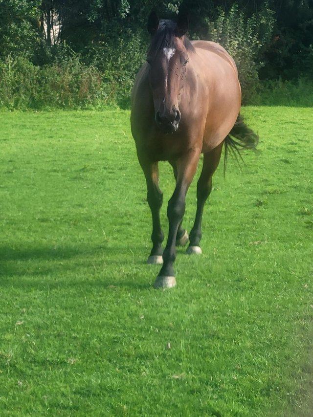 Preview of the first image of 16.3hh Welsh x tb mare rising 4.