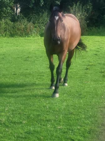 Image 1 of 16.3hh Welsh x tb mare rising 4