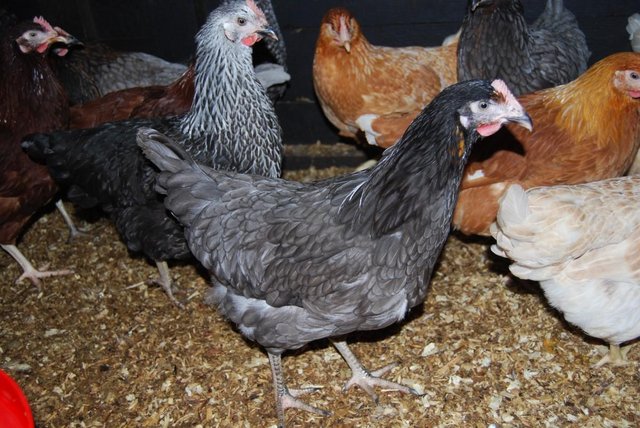 Image 2 of Chickens/Hybrids for Sale Various Breeds