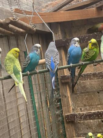 Image 4 of Cute cuddly Tame budgies Peterborough