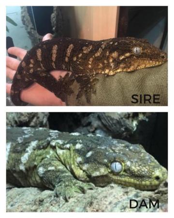 Image 2 of Updated-Exceptional Pure Mt Koghis Friedel Leachianus Geckos