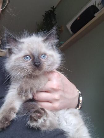 Image 14 of Lovely mink ragdoll kittens house pets 1 girl 1 boy