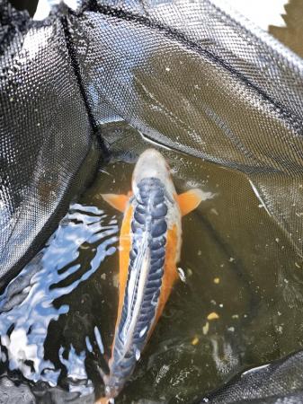 Image 4 of 9 to 10 inch Koi for sale