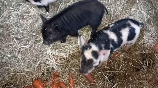 Image 3 of Kune kune piglets male and female