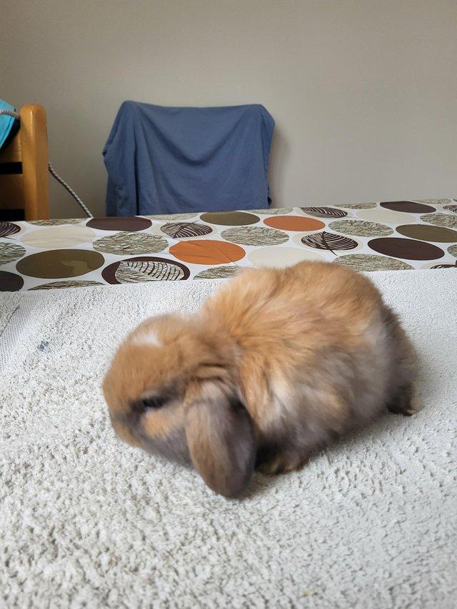 Preview of the first image of Beatifull Mini lop looking good a home.