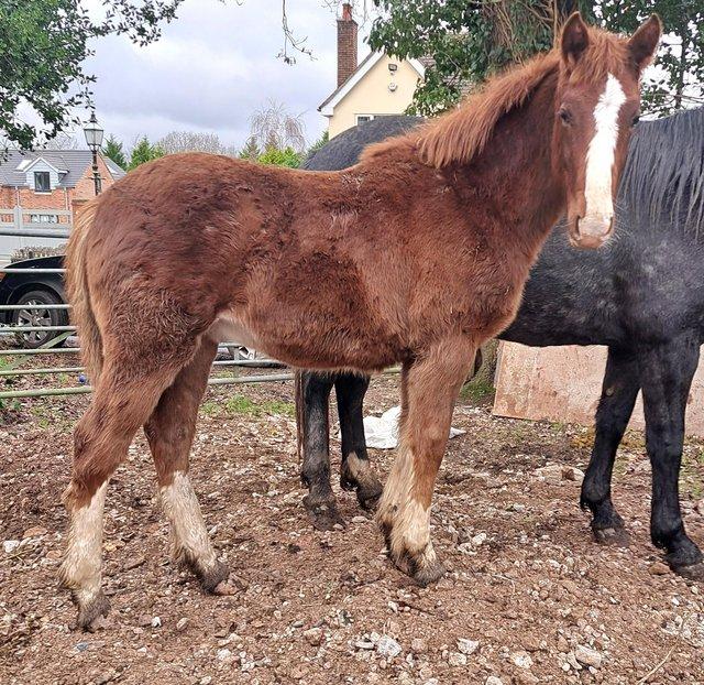Preview of the first image of Irish Draught Colt Recorded Breeding.