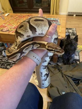 Image 3 of Standard brown and black ball python female