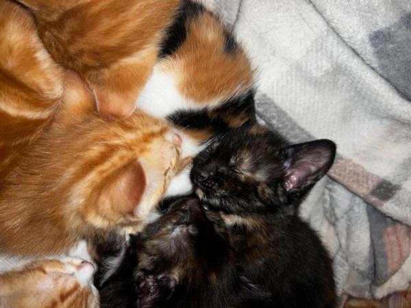 Image 11 of Absolutely beautiful, colourful litter of kittens!