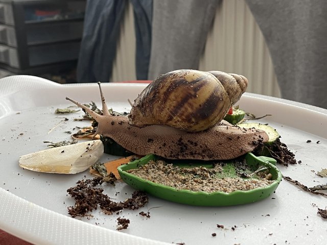 Preview of the first image of Two giant African land snail with enclosure.