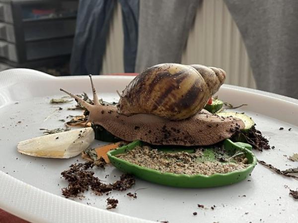 Image 1 of Two giant African land snail with enclosure