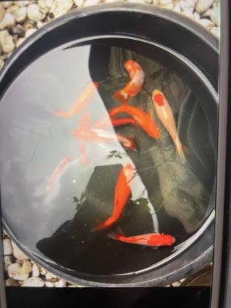 Image 3 of Rare wakin goldfish stunning