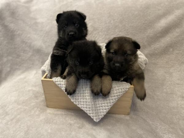 Image 5 of Kc German Shepherd puppies