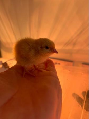 Image 4 of 12/6 Day Old - Hens Japanese Quail Lots of Colours Inc Black
