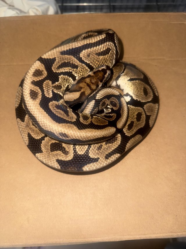 Spotnose Het. Clown Male