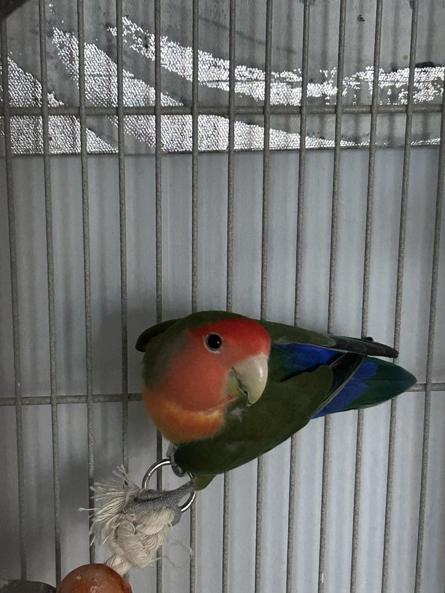 Love birds with bird case — photo 2 of 4