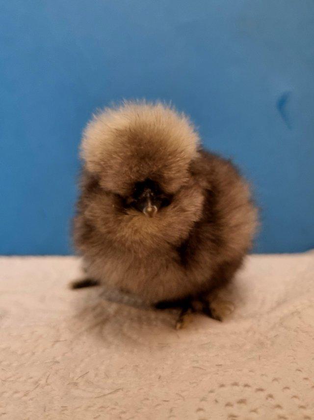 Preview of the first image of Gorgeous bearded silkie chickens & hatching eggs.