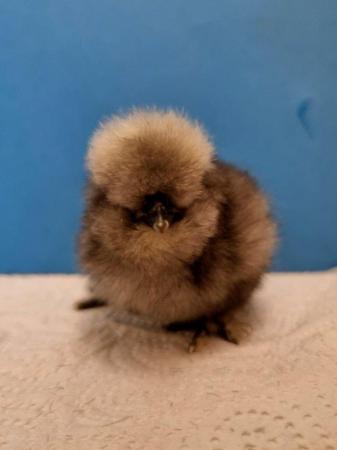 Image 1 of Gorgeous bearded silkie chickens & hatching eggs