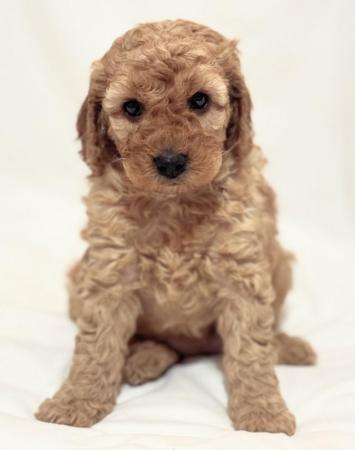 Image 2 of Stunning Cockapoo puppies raised in a family home