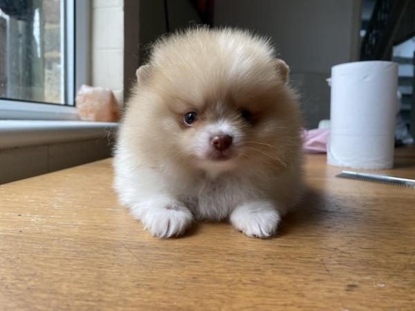 Image 7 of Teddy face Pomeranian puppies