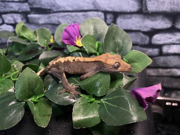 Image 1 of 2 Baby Crested geckos for sale