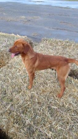 Image 5 of For sale two year old male fox red Labrador