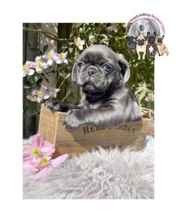 Image 7 of Kc pug puppies ( rare chocolate and blues )