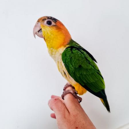 Image 4 of Handreared Yellow Thighed Caiques - Last one left