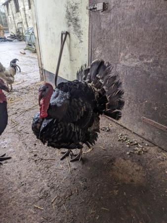 Image 2 of 3 x free range 7 month old stag turkeys available