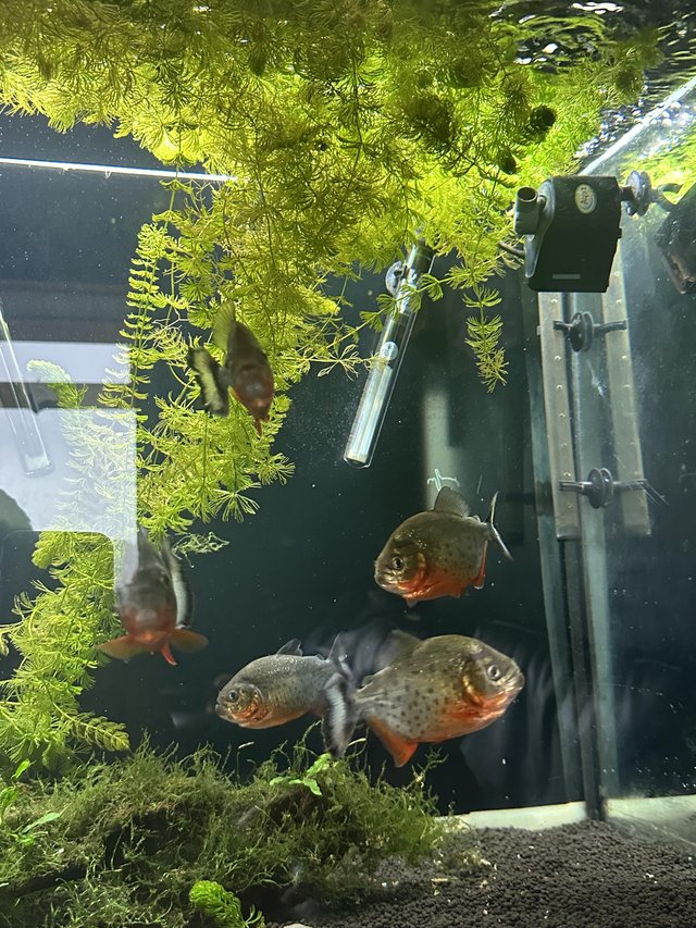 Preview of the first image of 6 red belly piranhas for sale.