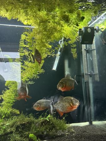 Image 1 of 6 red belly piranhas for sale