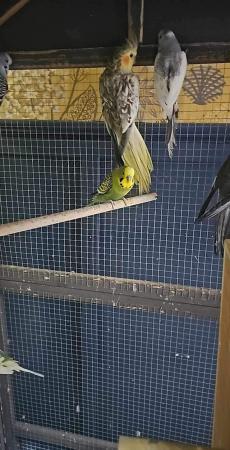 Image 2 of Cockatiels and budgies for sale