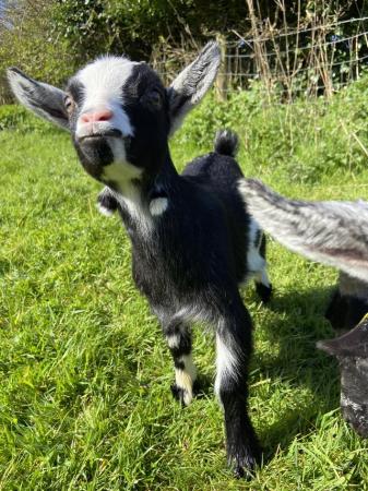 Image 3 of Beautiful Pygmy goat kid (not registered)