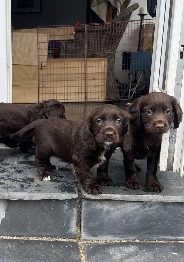 Preview of the first image of Working Cocker Spaniel Puppies for Sale.