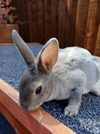 Image 5 of Gorgeous mini rex girls looking for forever homes