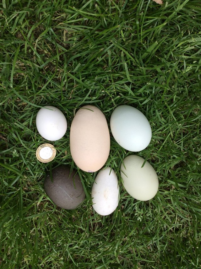 Preview of the first image of Pure and mixed breed hatching eggs.