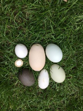 Image 1 of Pure and mixed breed hatching eggs