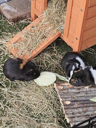 Image 5 of 3 beautiful female guinea pigs